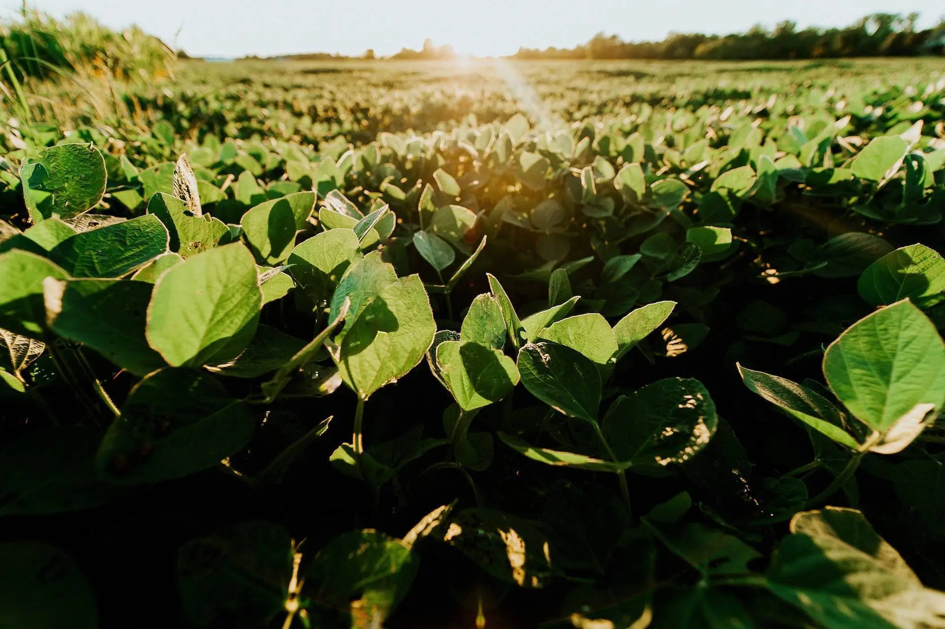 Análise foliar no cultivo de Soja como uma prática complementar